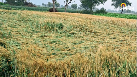 Crop Damage