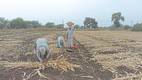 Dadar Jowar