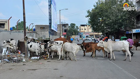 Mumbai Animal News