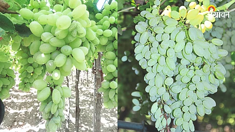 Grape Orchard
