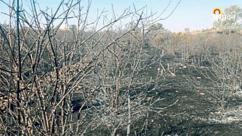 Pomegranate Orchard Fire