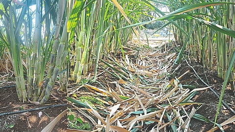 Sugarcane Production
