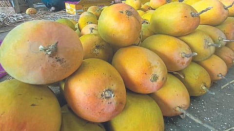 Hapus Mango