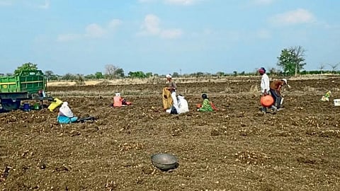 Turmeric Harvesting