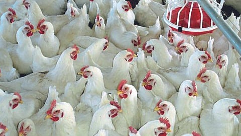 Poultry Farming