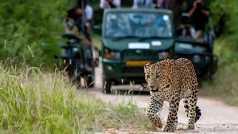 Leopard Safari