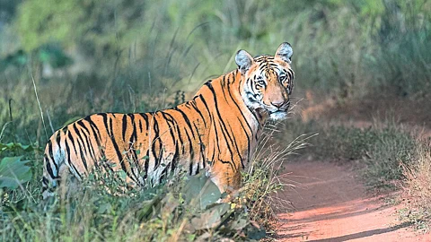 Melghat Tiger Reserve