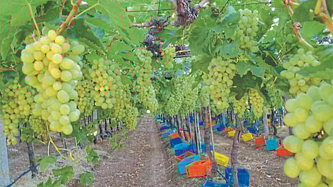Grape Export : सांगलीतून परदेशातील द्राक्ष निर्यातीत १४७६ टनांनी वाढ