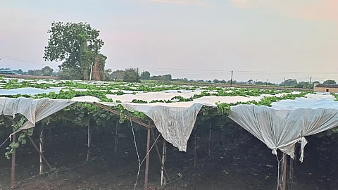 Vineyard Save From Hailstorm