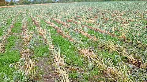 Crop Damage