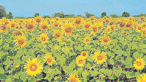 Sunflower Farming