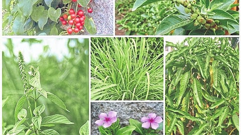 Medicinal Plants Cultivation