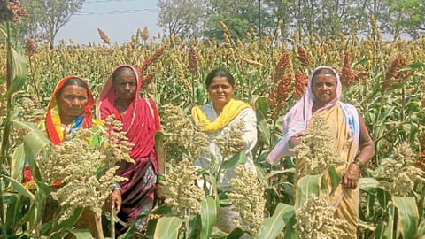 Jowar Varieties Research