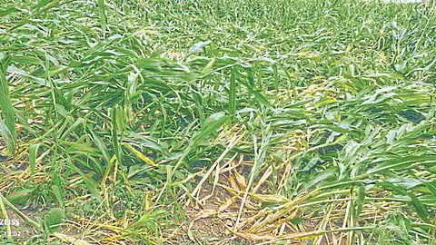 Crop Damage