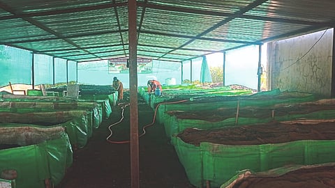 Vermicompost Production