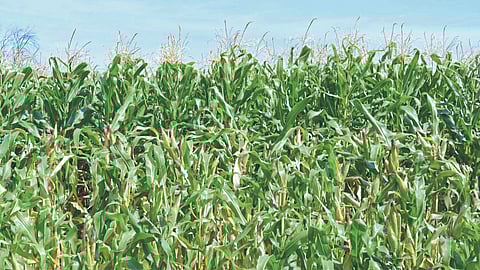 Maize Cultivation