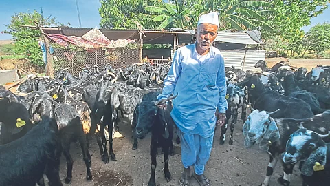 Goat Farming