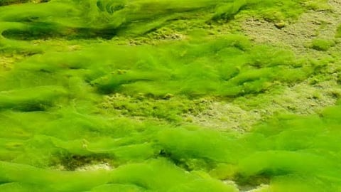 Moss Farming