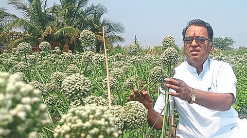 Onion Seed Production