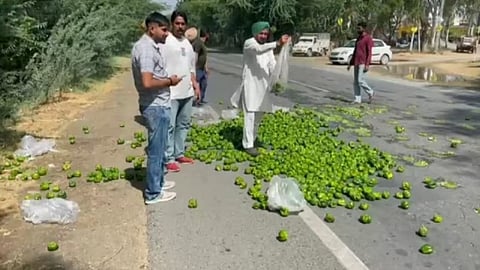 Simala Chilli Punjab