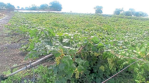 Grape Crop Damage