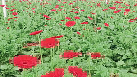 Flower Farming Planning