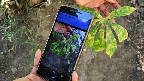 Crop Disease Identification App