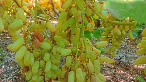 Grape Crop Damage