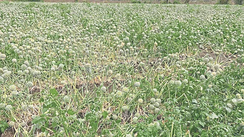 Crop Damage