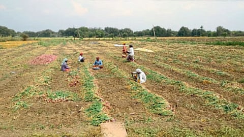 Crop Damage In Paithan