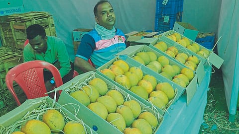 Mango Festival