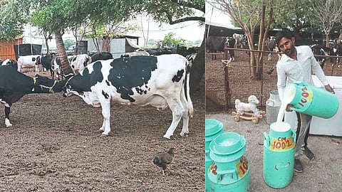 Dairy Business