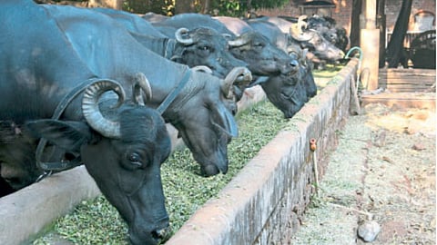 Aminal Feed Management