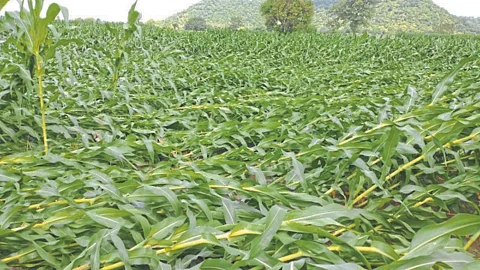 Crop Damage