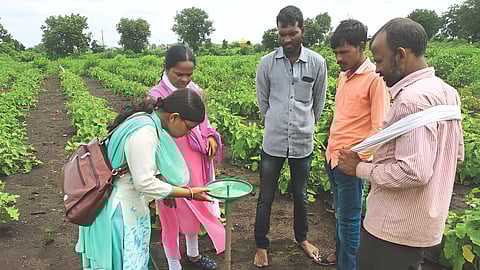 Agriculture Officer