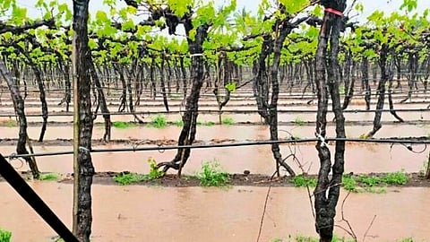Nashik Unseasonal Rain