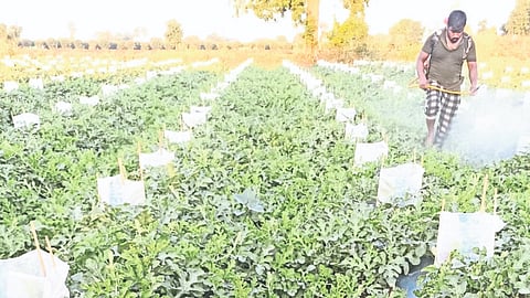 Watermelon Cultivation