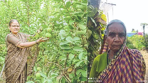 Horticultural Agriculture