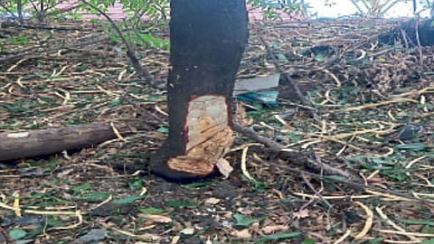 Sandalwood Theft