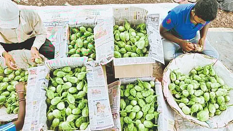 Eggplant production