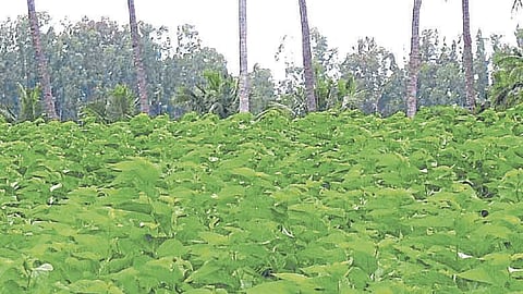 Mulberry Cultivation