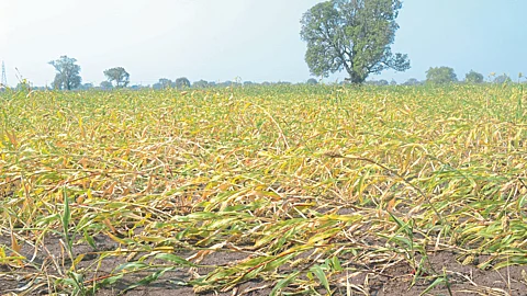 Crop Damage