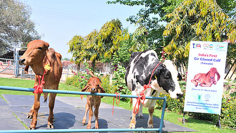 Gir Cow Clone Technology
