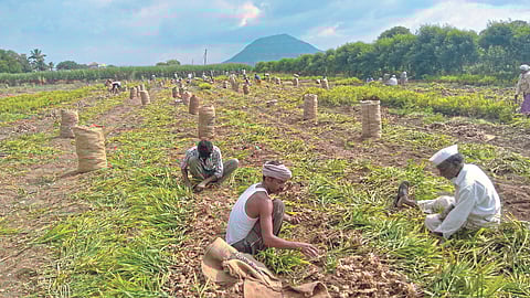 Ginger Harvesting