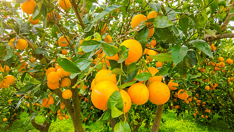 Orange Orchard Management