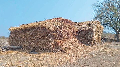 Dry Fodder