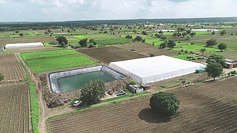 Vegetable seed production