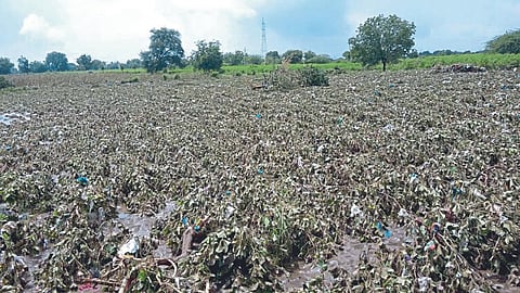 Crop Damage