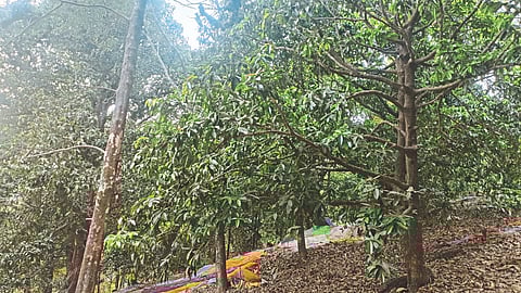 Surangi Tree