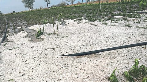 Crop Damage Compensation